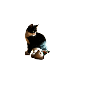 A Black And White Cat Sitting On A Sunlit Wooden Floor With A Stuffed Animal. 12376 - Cat PNG image with transparent background